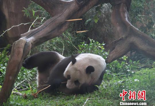 D顰似(c)L z