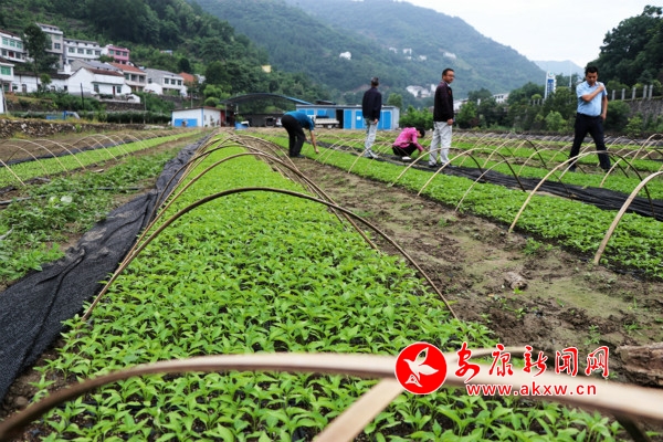 蔬菜中心技術(shù)干部指導(dǎo)育苗栽培_meitu_9.jpg