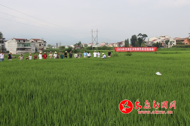無人機顯身手  稻田內(nèi)忙飛防1.JPG