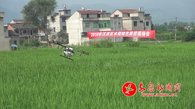 無人機顯身手  稻田內(nèi)忙飛防.jpg