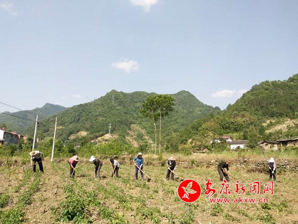 中原鎮(zhèn)中藥材種植1.jpg