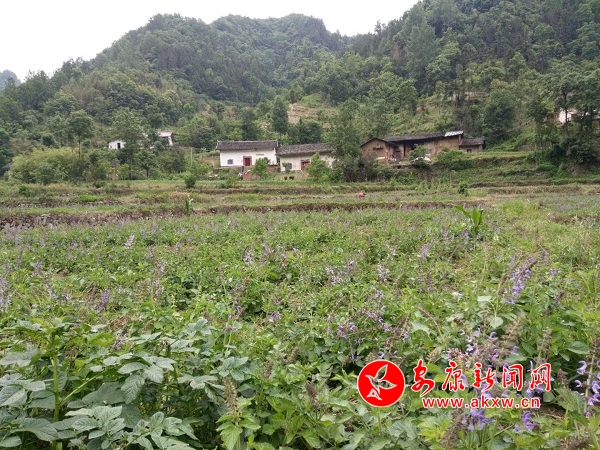 中原鎮(zhèn)中藥材種植2.jpg