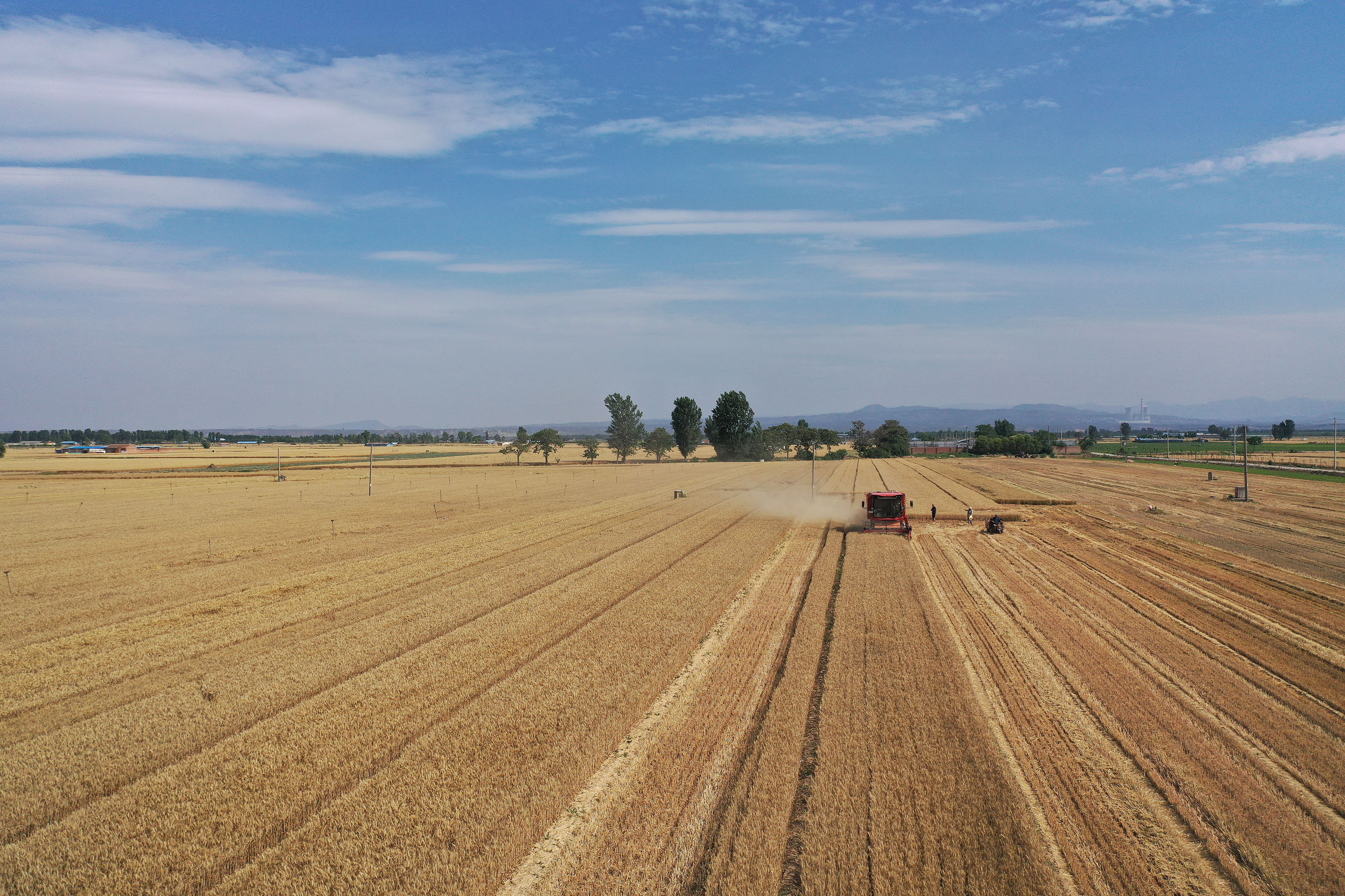 2025年6月3日，河南焦作，溫縣黃河街道灘王莊村農(nóng)民駕駛收割機(jī)收獲小麥。